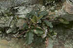 Trailing arbutus